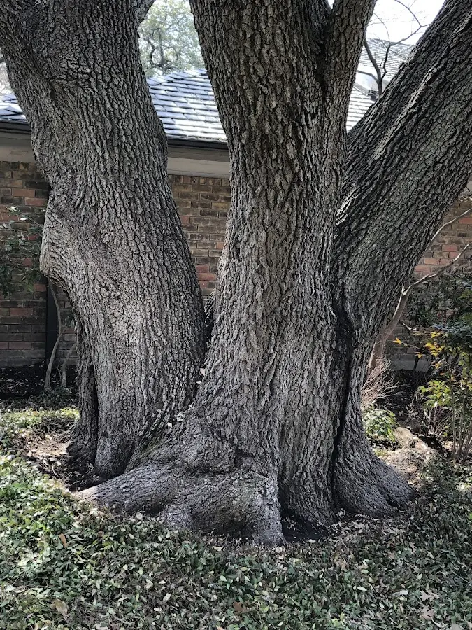 Mature heritage tree close to a Stony Creek property cared for by certified arborists